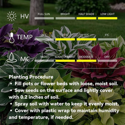 💥2025 Hot Sale 🌌Hosta Seeds Perennial Shade Plant for Garden