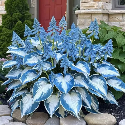 💥2025 Hot Sale 🌌Hosta Seeds Perennial Shade Plant for Garden