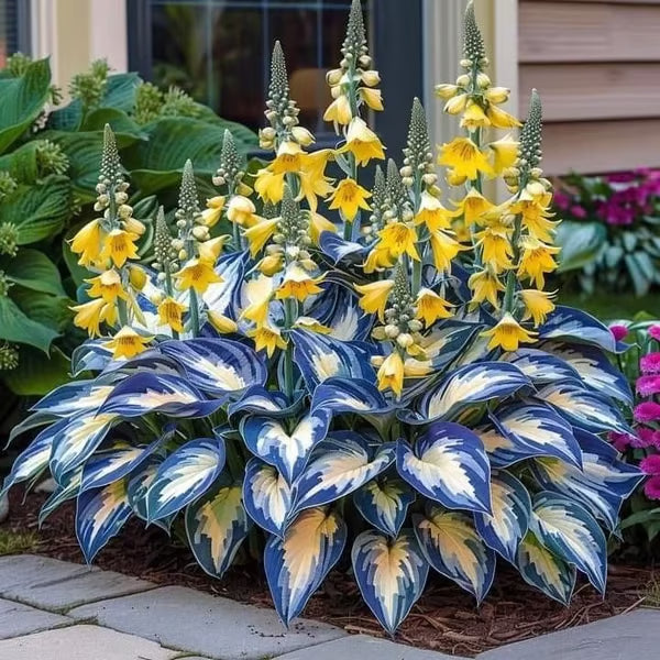 💥2025 Hot Sale 🌌Hosta Seeds Perennial Shade Plant for Garden