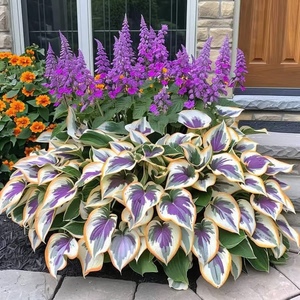 💥2025 Hot Sale 🌌Hosta Seeds Perennial Shade Plant for Garden