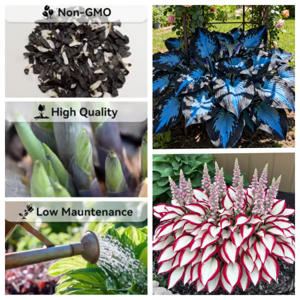 💥2025 Hot Sale 🌌Hosta Seeds Perennial Shade Plant for Garden